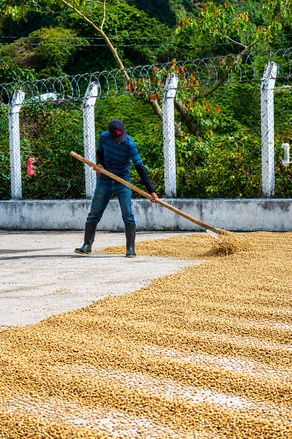 A worker rakes coffee spread across a drying patio at El Injerto.