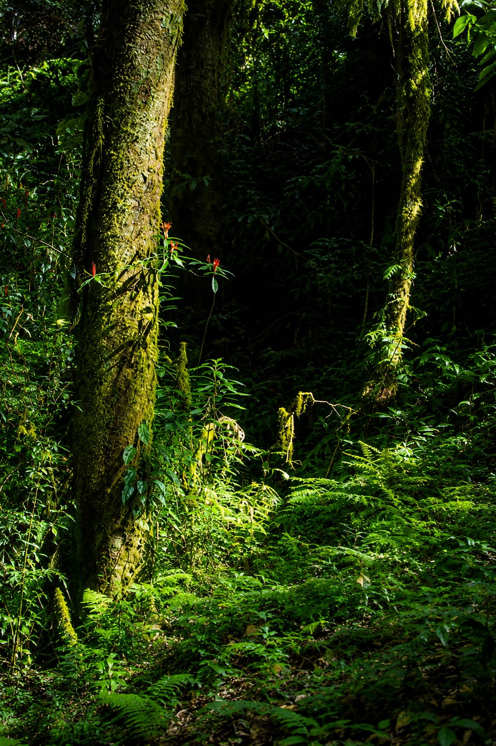 Moss-covered trees and dense green undergrowth in the forest at El Injerto.