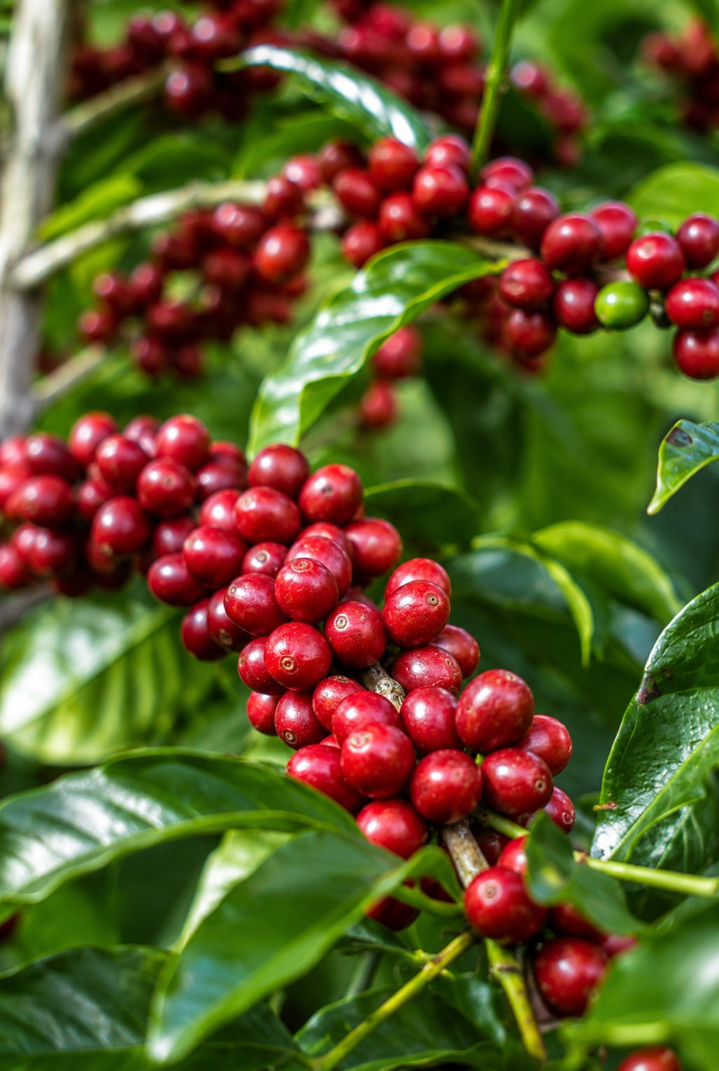 Clusters of ripe red coffee cherries among glossy green leaves at El Injerto.