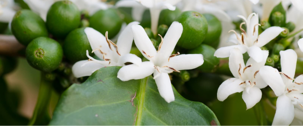 a close up photograph of five petal flowers
