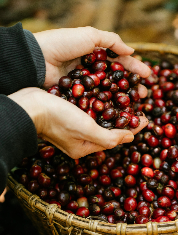 hands scooping up coffee berries