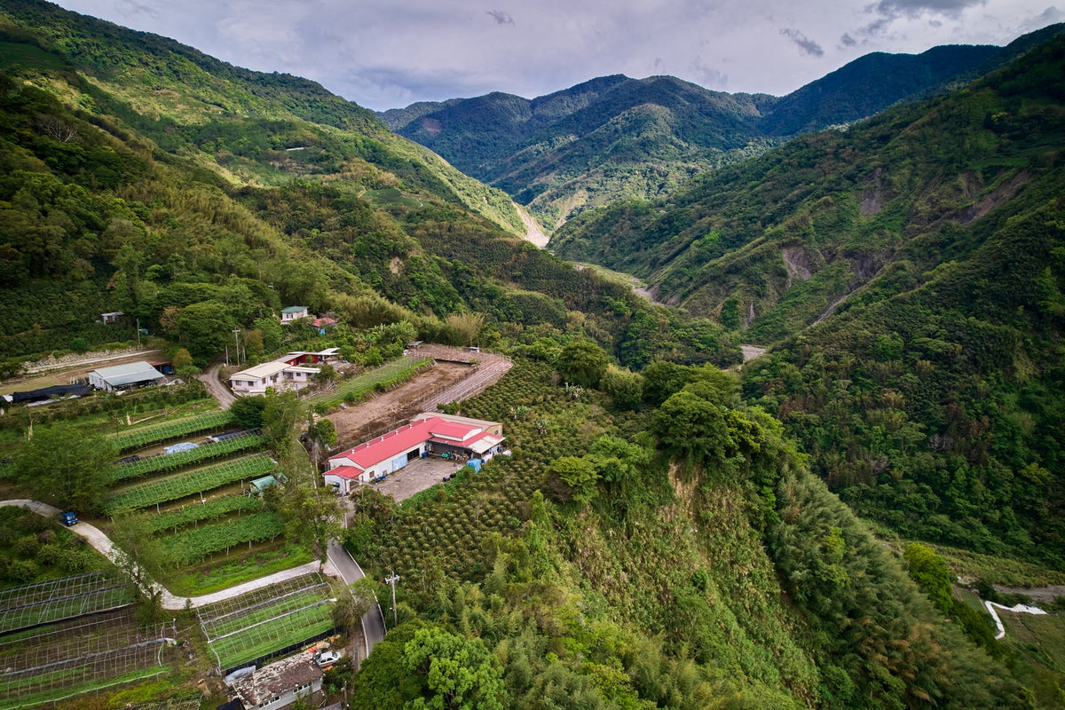 Farm buildings and planted slopes in a green mountain valley at Yangui Coffee Farm.